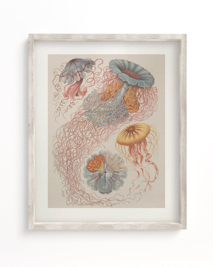 Haeckel Jellyfish Museum Print Cognitive Surplus