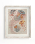 Haeckel Jellyfish Museum Print Cognitive Surplus