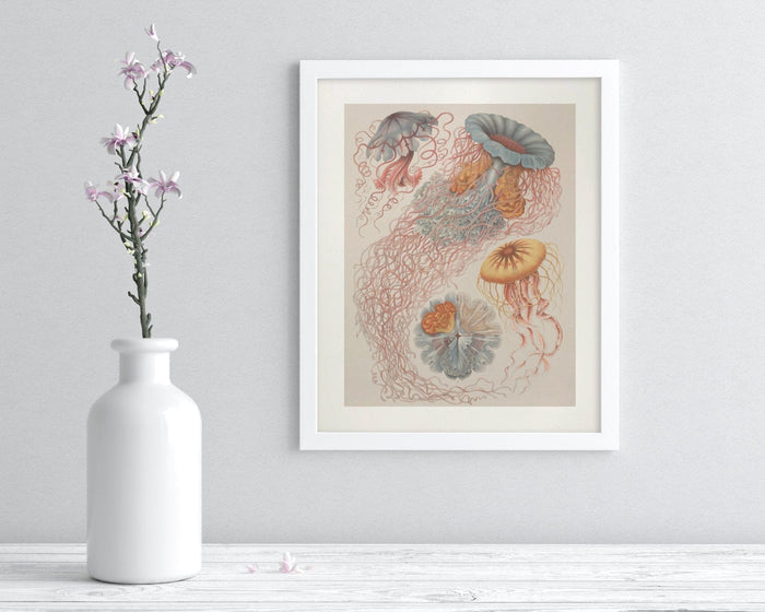 Haeckel Jellyfish Museum Print Cognitive Surplus