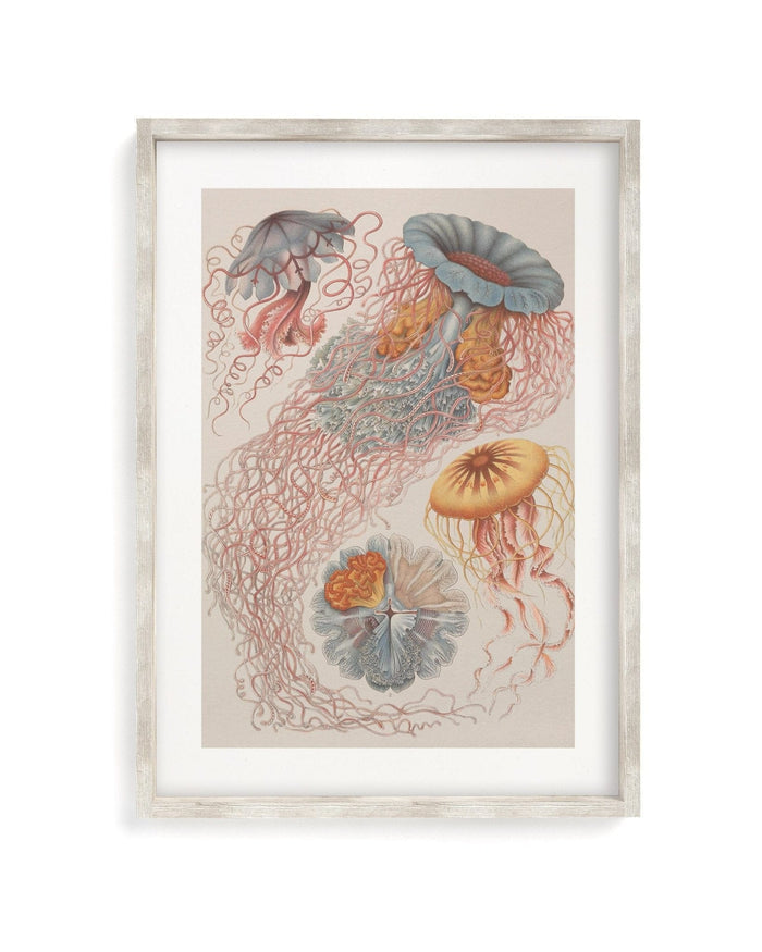 Haeckel Jellyfish Museum Print Cognitive Surplus