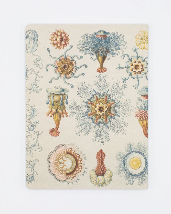 Haeckel Jellyfish Softcover - Dot Grid Cognitive Surplus