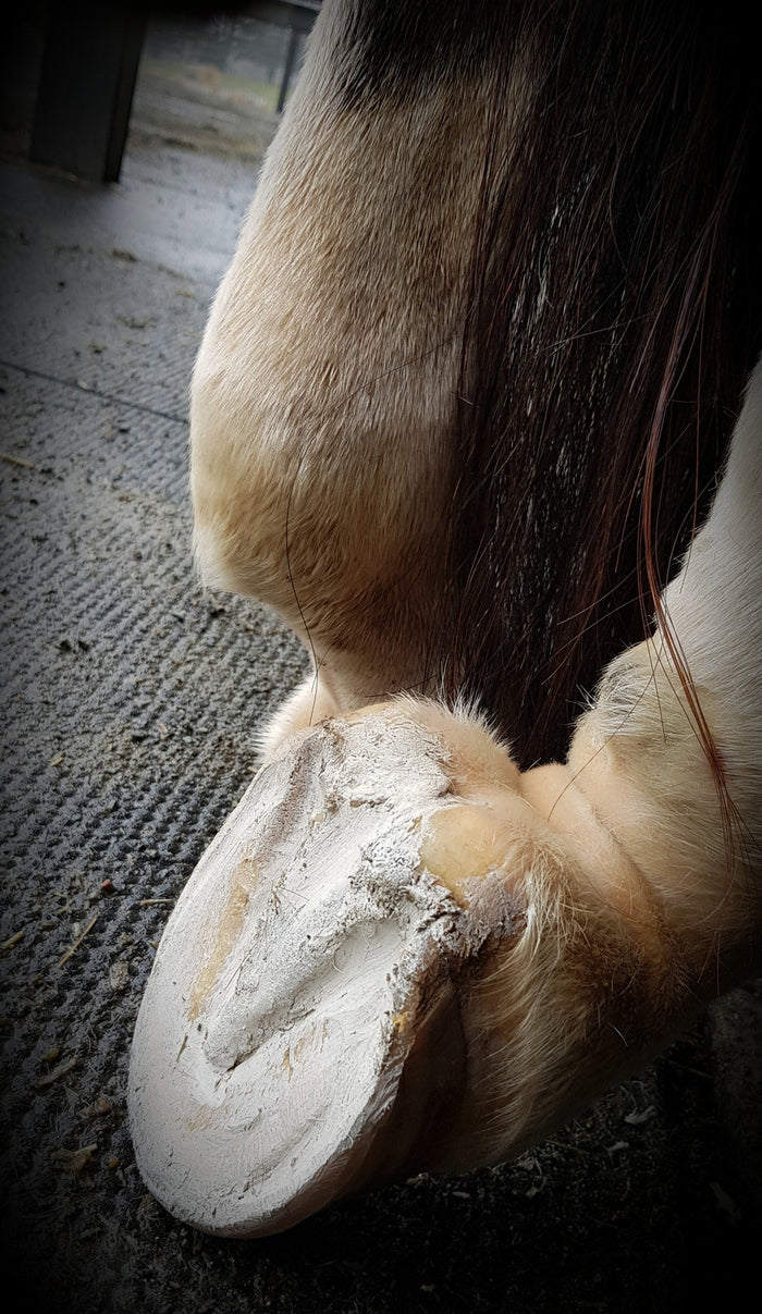 Hoof Pack - Hoof Clay for Thrush - Wanneroo Stock Feeders