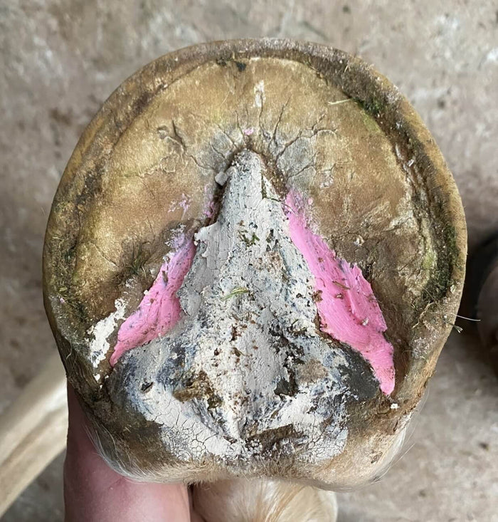 Hoof Pack - Hoof Clay for Thrush - Wanneroo Stock Feeders