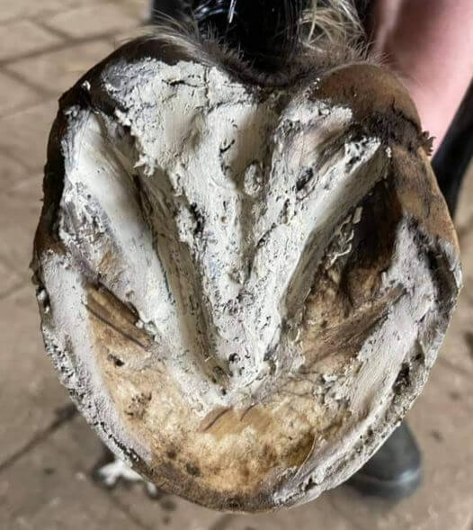 Hoof Pack - Hoof Clay for Thrush - Wanneroo Stock Feeders