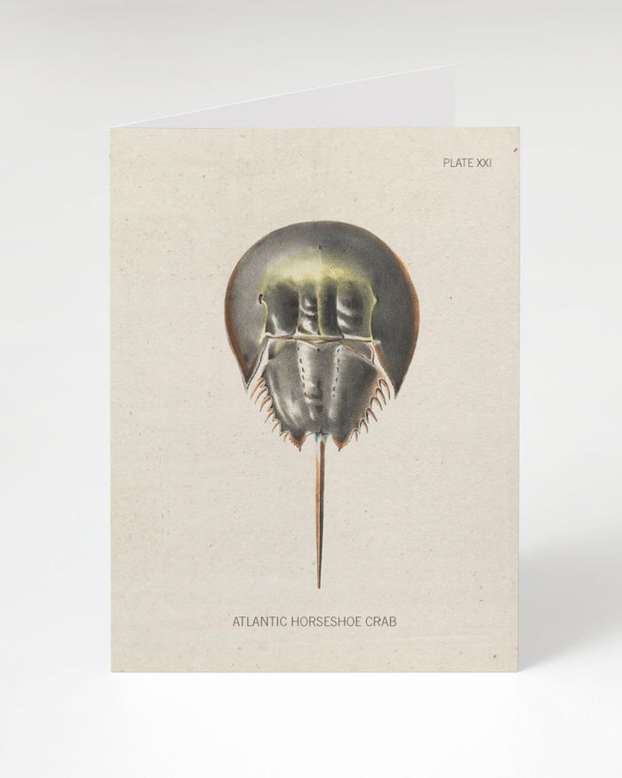 A Horseshoe Crab Greeting Card with an illustration of a jellyfish. Brand: Cognitive Surplus.
