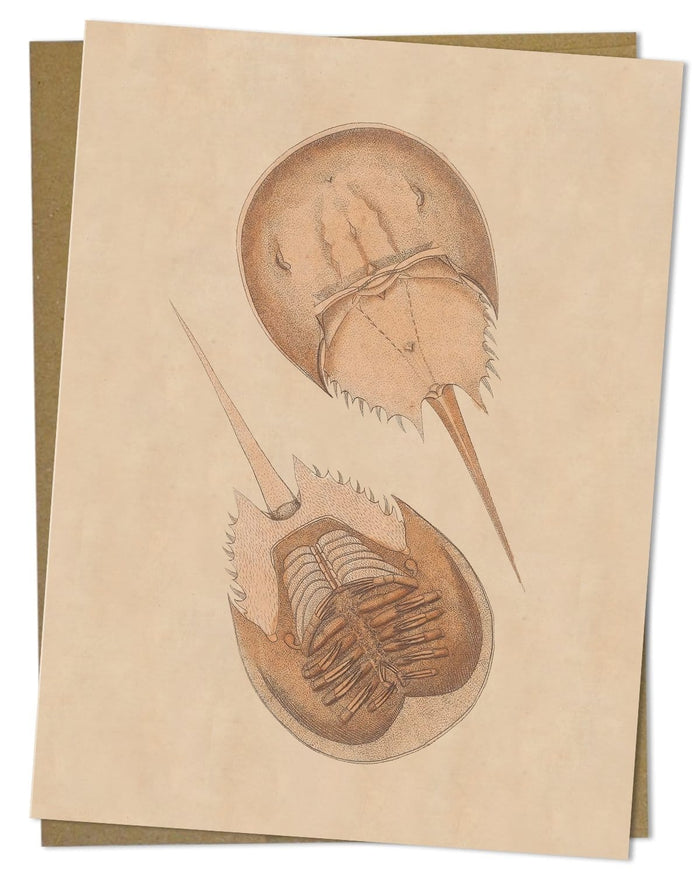 Horseshoe Crab Illustration Greeting Card Cognitive Surplus