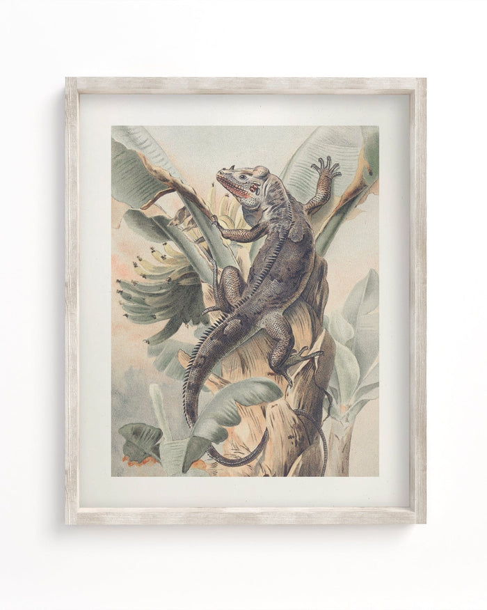 Iguana Museum Print Cognitive Surplus