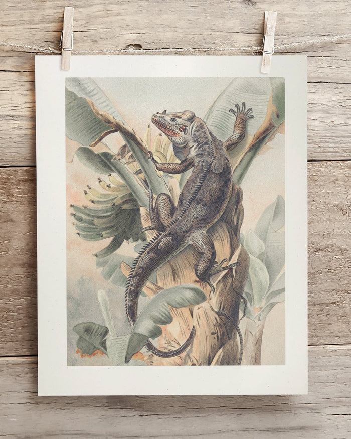 Iguana Museum Print Cognitive Surplus