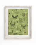 Insect Museum Print Cognitive Surplus