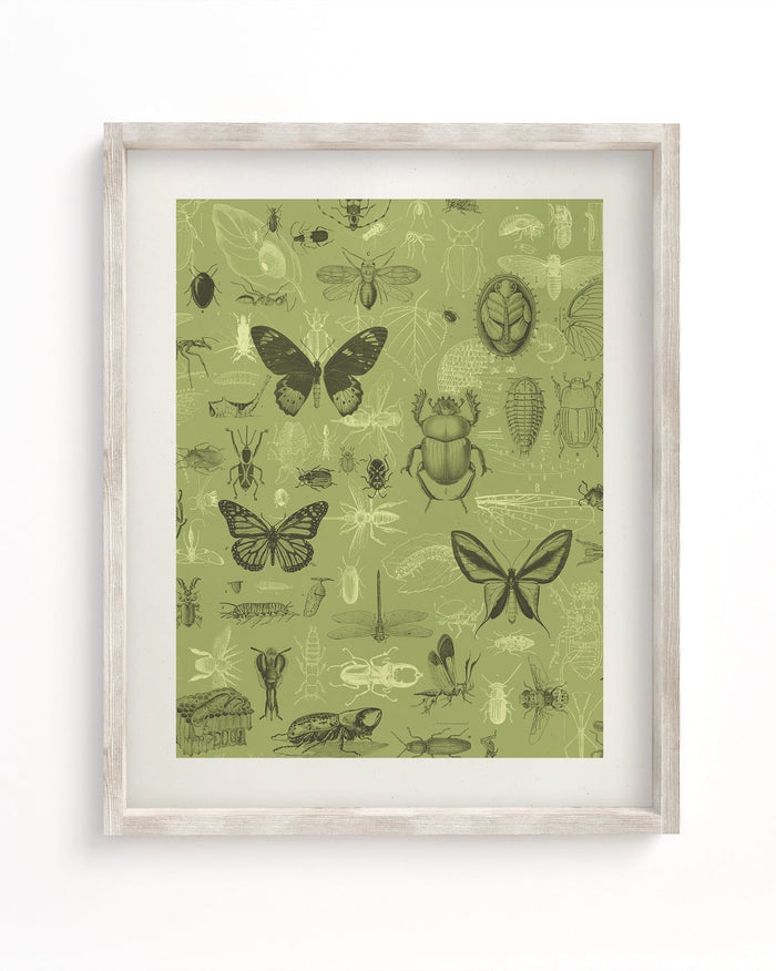Insect Museum Print Cognitive Surplus