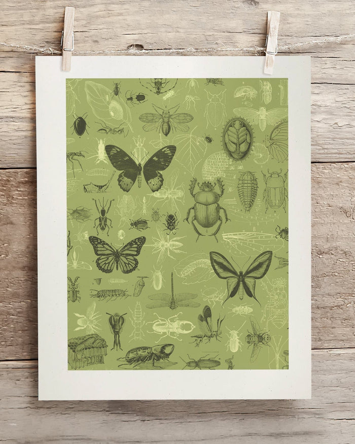Insect Museum Print Cognitive Surplus