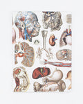 Internal Medicine Softcover Notebook - Lined