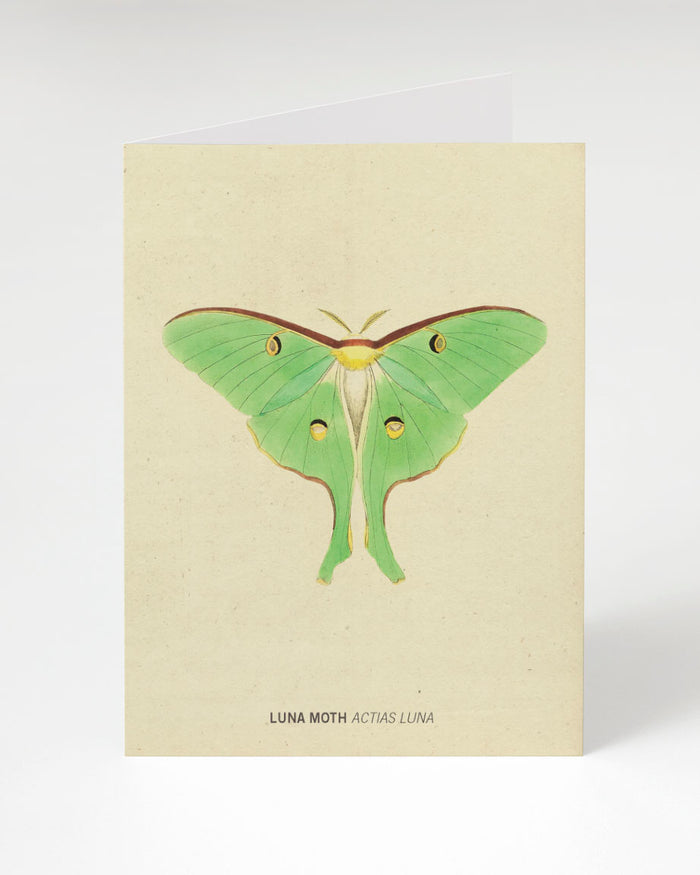 Luna Moth Greeting Card