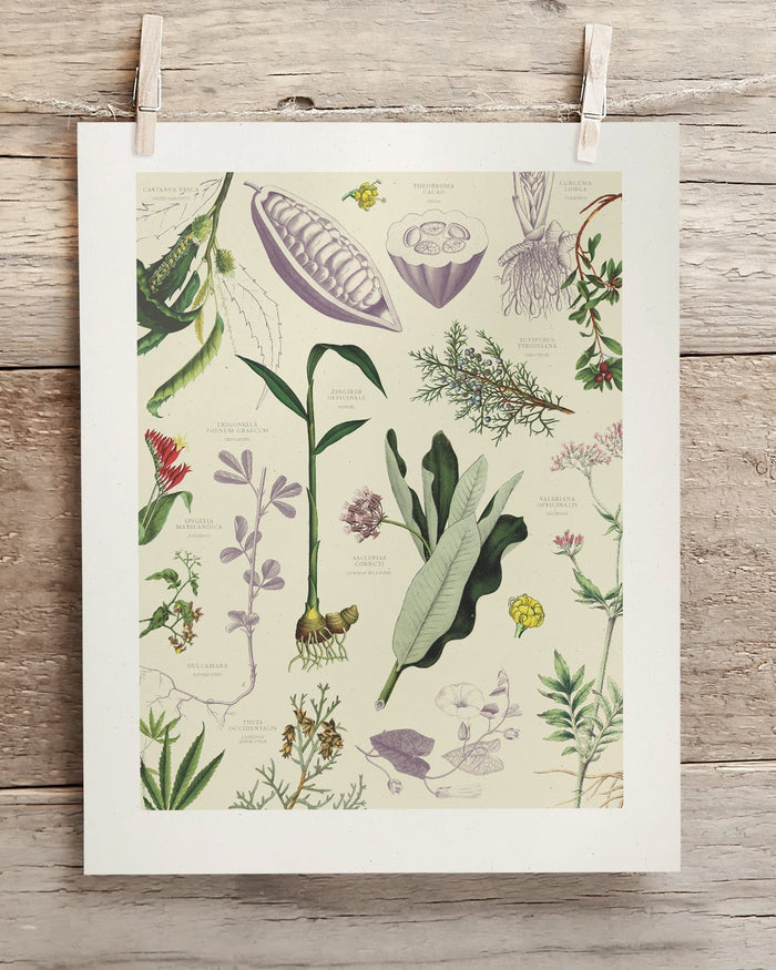 Medicinal Botany Museum Print Cognitive Surplus