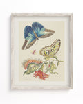 Metamorphosis in Blue by Maria Sibylla Merian Museum Print Cognitive Surplus