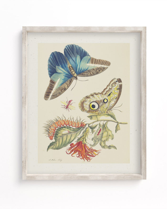Metamorphosis in Blue by Maria Sibylla Merian Museum Print Cognitive Surplus