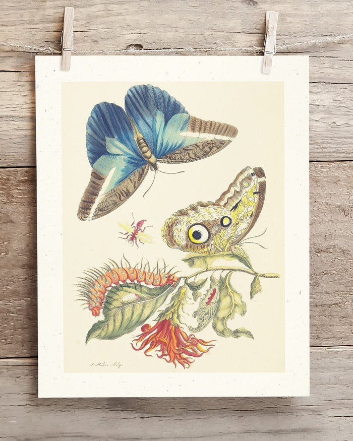 Metamorphosis in Blue by Maria Sibylla Merian Museum Print Cognitive Surplus