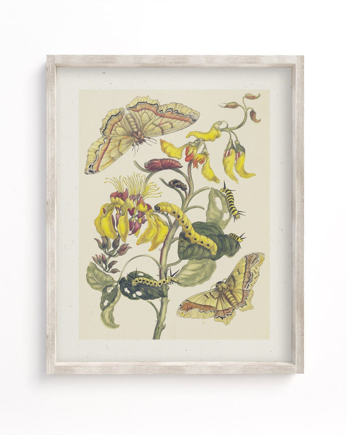 Metamorphosis in Gold by Maria Sibylla Merian Museum Print Cognitive Surplus