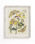 Metamorphosis in Gold by Maria Sibylla Merian Museum Print Cognitive Surplus