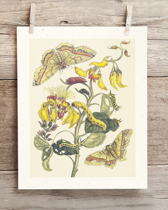 Metamorphosis in Gold by Maria Sibylla Merian Museum Print Cognitive Surplus