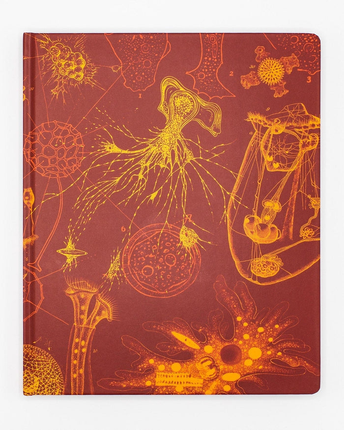Microbiology Lab Notebook Cognitive Surplus