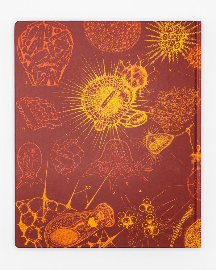 Microbiology Lab Notebook Cognitive Surplus