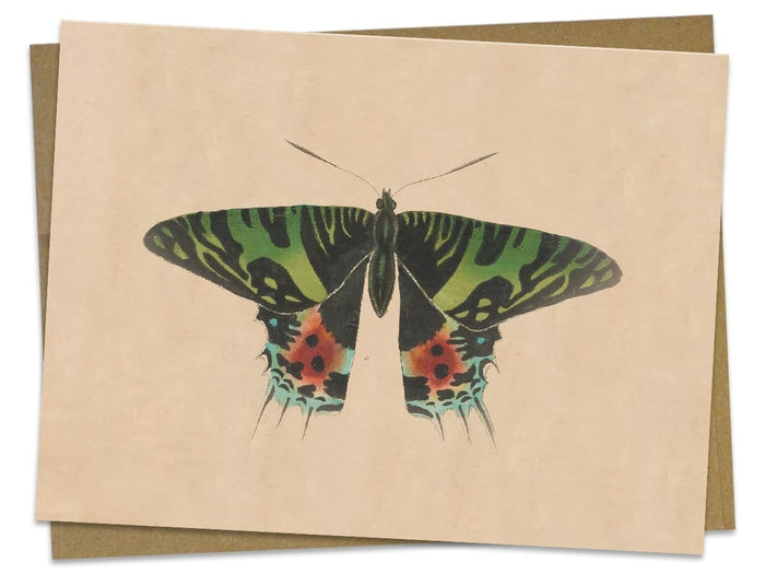 Moth Specimen D Illustration Greeting Card Cognitive Surplus