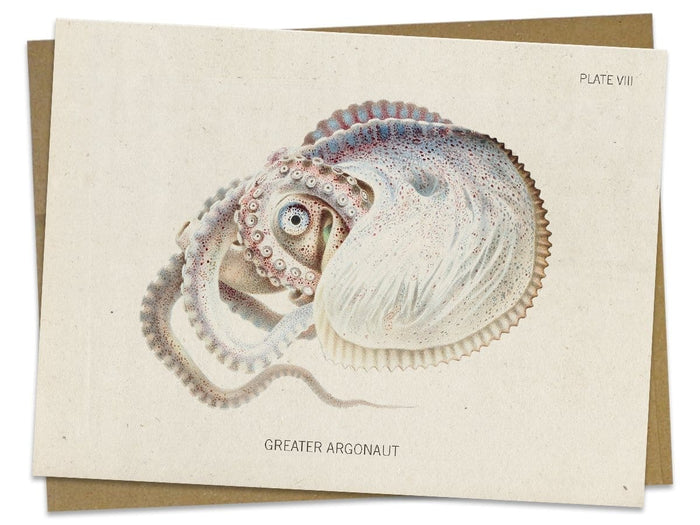 Octopus: Argonaut Specimen Greeting Card Cognitive Surplus