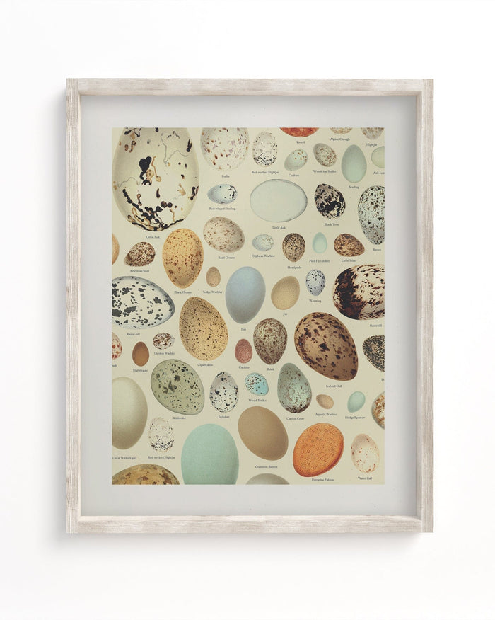 Oology Bird's Eggs Museum Print Cognitive Surplus