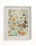 Oology Bird's Eggs Museum Print Cognitive Surplus