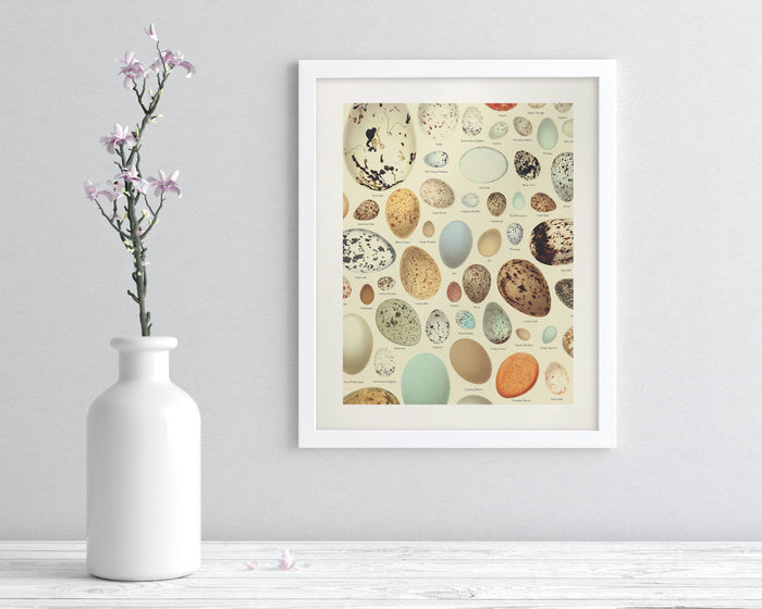 Oology Bird's Eggs Museum Print Cognitive Surplus