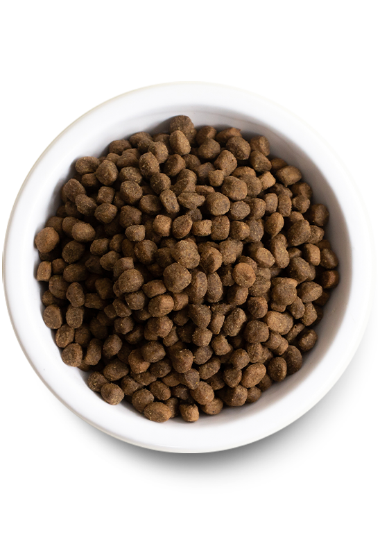 Open Farm Grass-Fed Beef & Ancient Grains Dry Dog Food