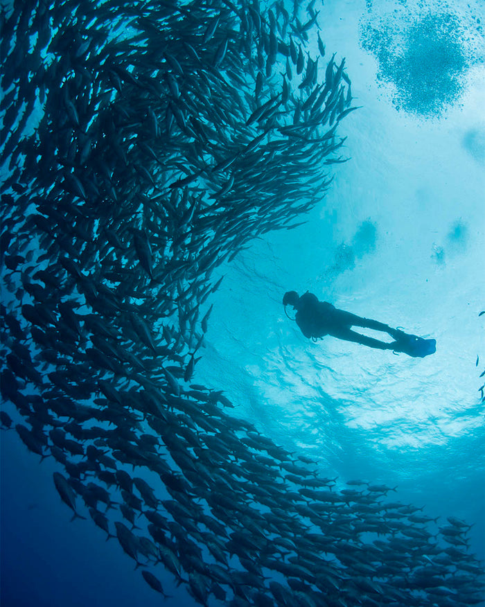 A diver swims through a school of Cognitive Surplus' Plenty of Fish Mystery Sticker Pack.