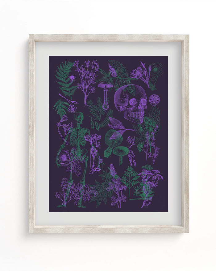 Poisonous Plants Pl 2 Scientific Illustration Museum Print