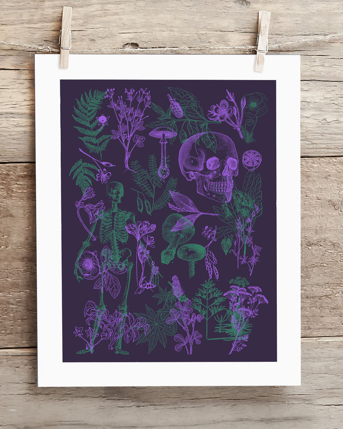 Poisonous Plants Pl 2 Scientific Illustration Museum Print