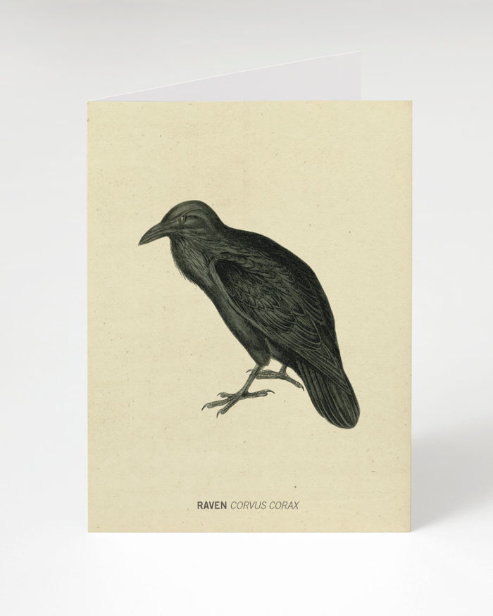 Raven Specimen Greeting Card