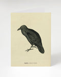Raven Specimen Greeting Card