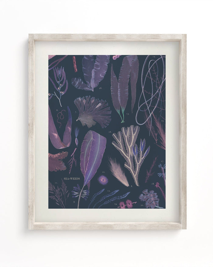 Seaweed Museum Print Cognitive Surplus