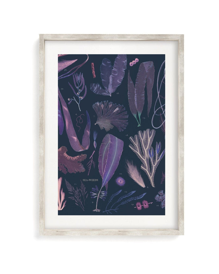 Seaweed Museum Print Cognitive Surplus