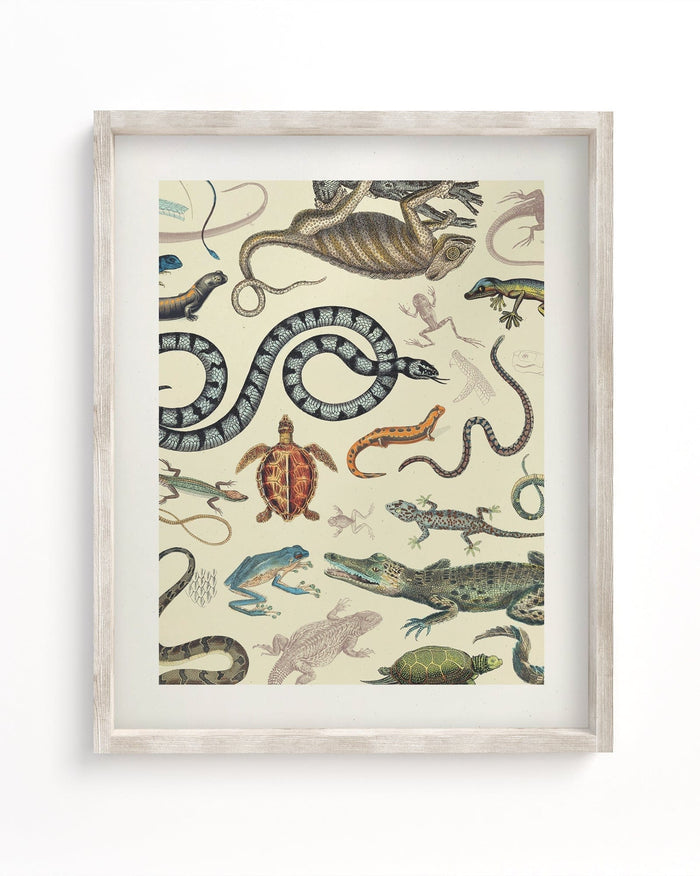 Serpents: Reptiles & Amphibians Museum Print Cognitive Surplus