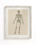 Skeleton Anatomy Museum Print Cognitive Surplus