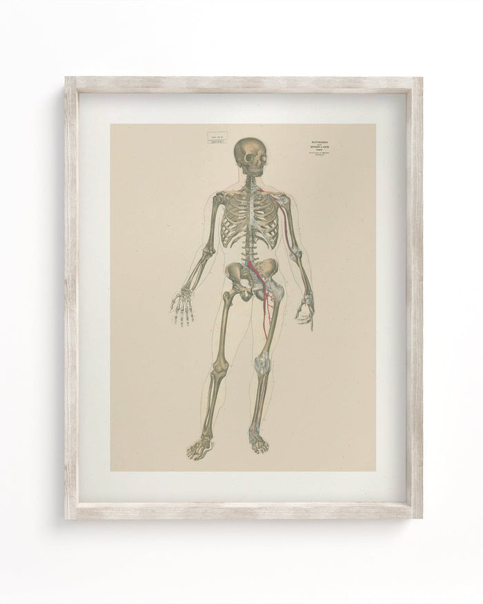 Skeleton Anatomy Museum Print Cognitive Surplus