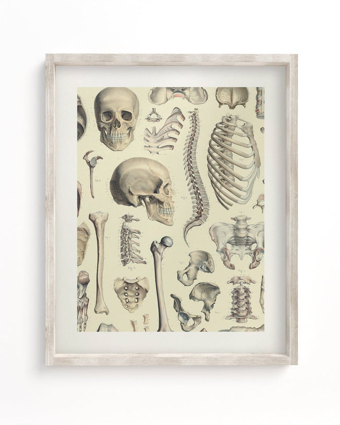 Skeleton Museum Print Cognitive Surplus