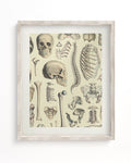 Skeleton Museum Print Cognitive Surplus