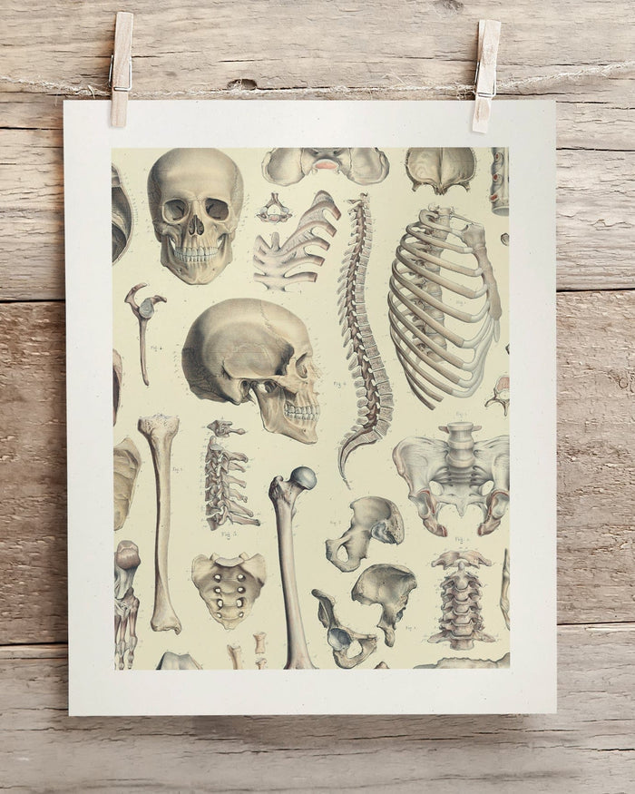 Skeleton Museum Print Cognitive Surplus
