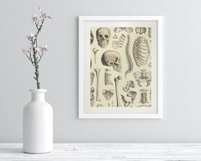 Skeleton Museum Print Cognitive Surplus