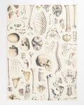 Skeleton Tea Towel