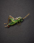 Striped Grasshopper Brooch Pin - Trovelore