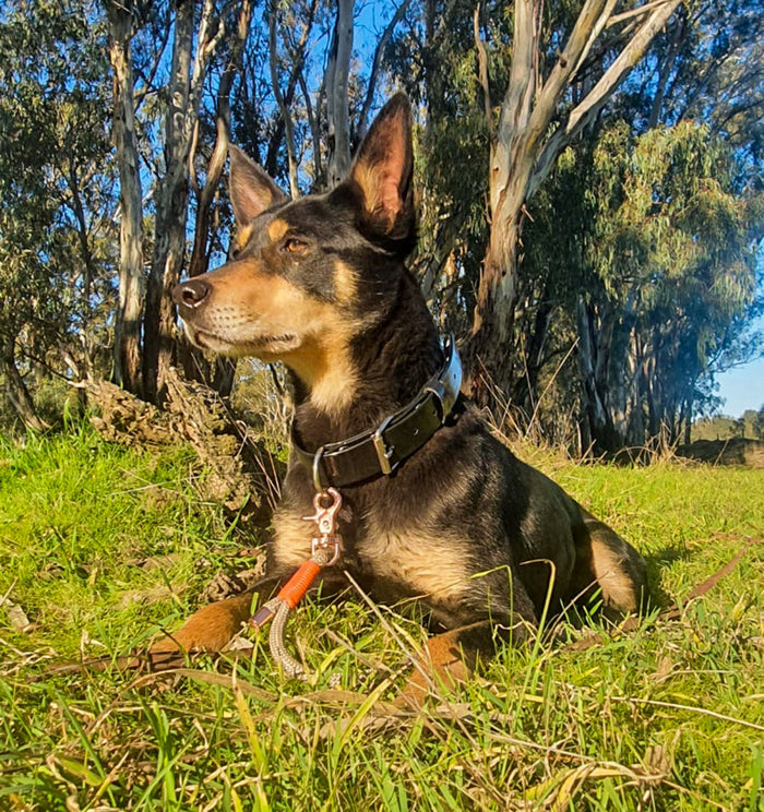 The Long Paddock Lead Dog - Wanneroo Stock Feeders