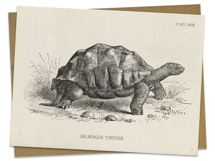 Tortoise Specimen Card Cognitive Surplus